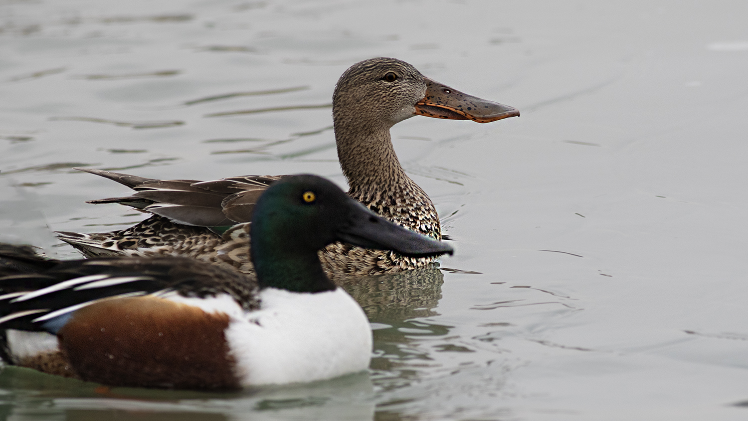 Northern Shoveler
